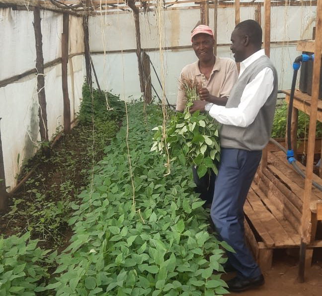 Successful Cowpea Harvest at Egerton Living Lab