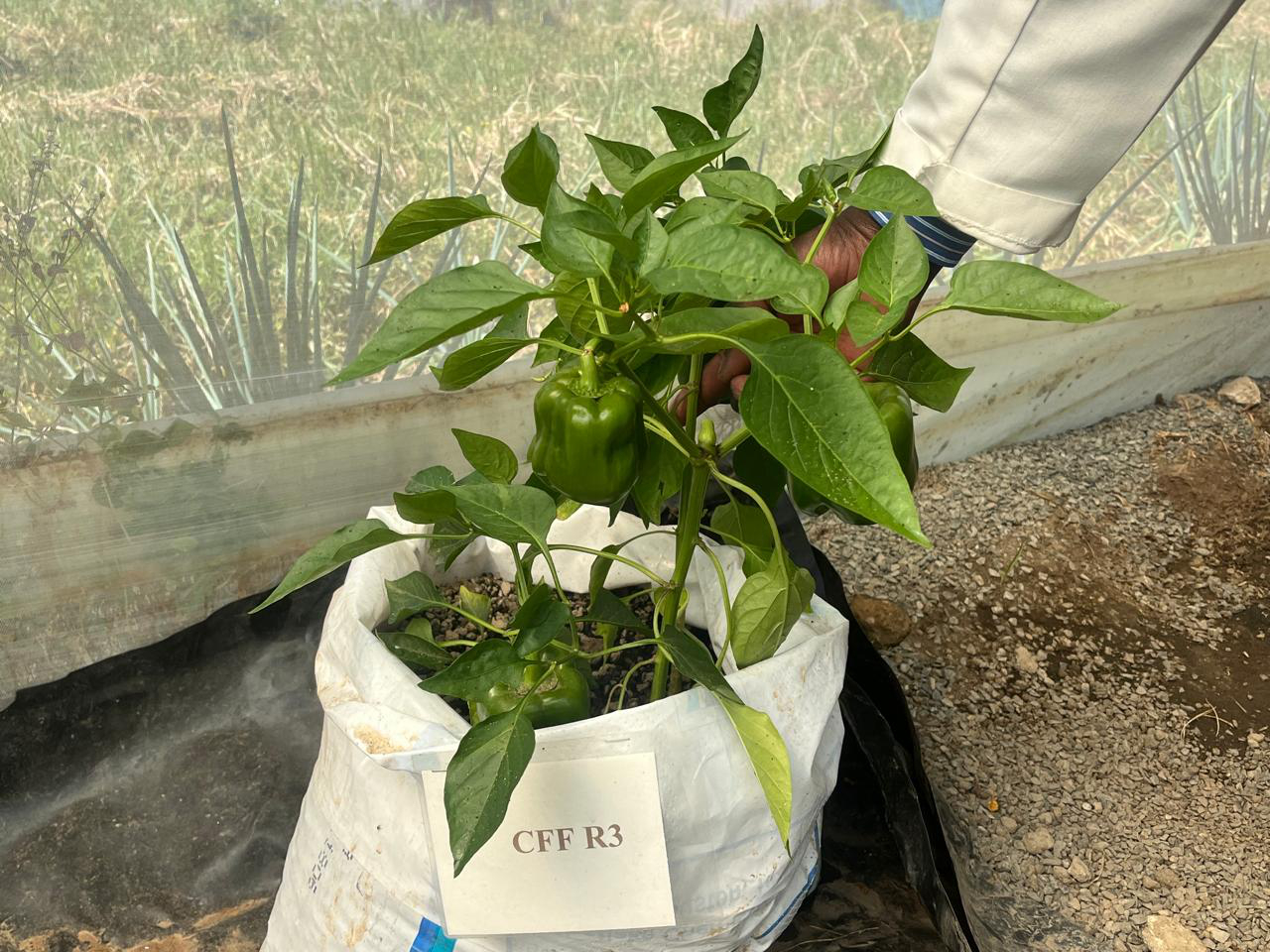 Pepper Cultivation at Egerton University Living Lab